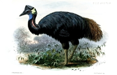Dwarf Cassowary photo 5