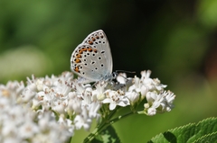 Kretania brethertoni