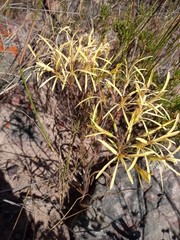 Pelargonium longiflorum