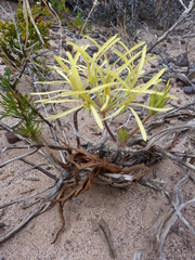Pelargonium longiflorum