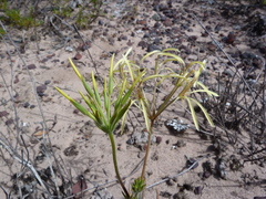 Pelargonium longiflorum