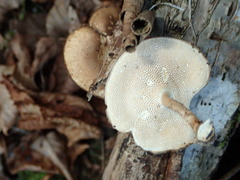 Lentinus substrictus