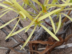 Pelargonium longiflorum
