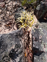 Pelargonium longiflorum