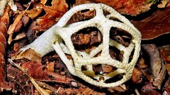Clathrus chrysomycelinus