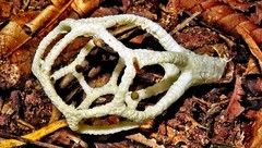 Clathrus chrysomycelinus