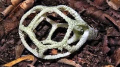Clathrus chrysomycelinus