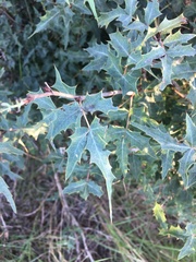 Berberis swaseyi