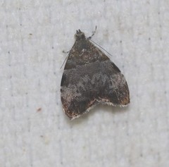 Choreutis melanopepla