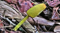 Leucocoprinus brunneoluteus
