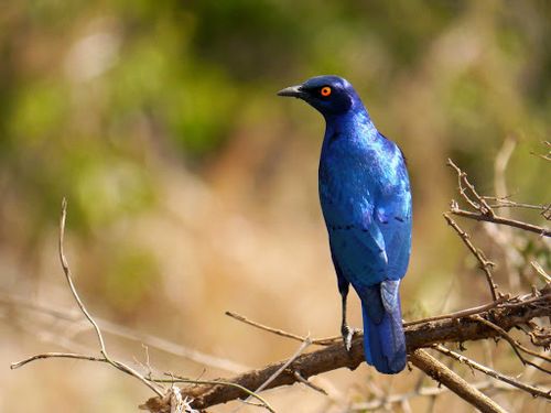 Greater Blue-eared Starling (Lamprotornis chalybaeus), photo 8