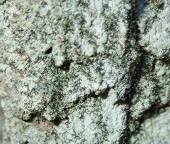 Chaenotheca trichialis