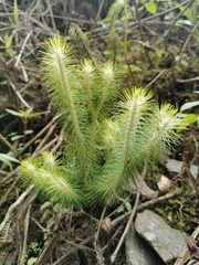 Phlegmariurus hippurideus