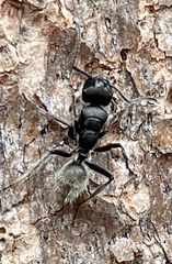 Calomyrmex albopilosus