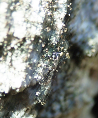 Chaenotheca trichialis