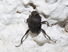 Sisyphus schaefferi schaefferi