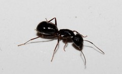 Camponotus ionius