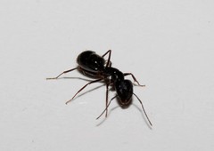 Camponotus ionius