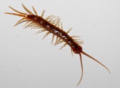 Lithobius nigripalpis