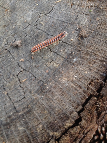 Euryurus erythropygos