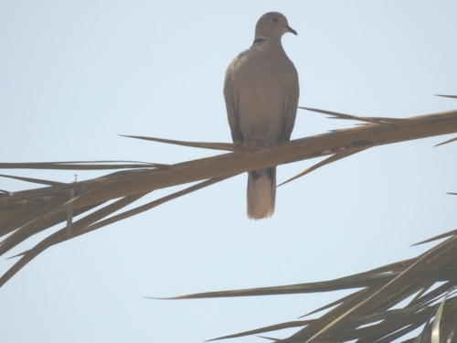 Eurasian Collared-Dove