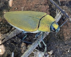 Steraspis
