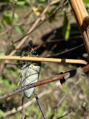Steraspis