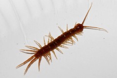 Lithobius nigripalpis