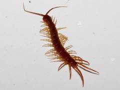 Lithobius nigripalpis