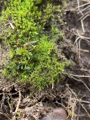 Trichodon cylindricus