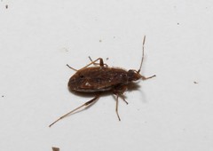 Ischnopeza pallipes