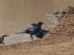 Lamprotornis australis