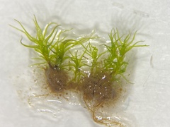 Trichodon cylindricus