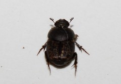Onthophagus fissicornis