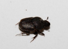 Onthophagus fissicornis
