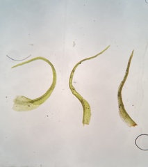 Trichodon cylindricus