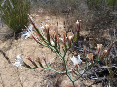 Limonium longifolium