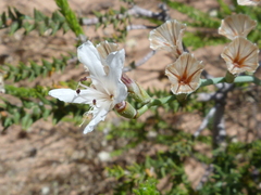 Limonium longifolium