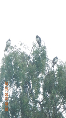 Hemiphaga novaeseelandiae