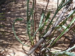 Limonium longifolium