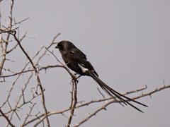Lanius melanoleucus