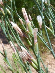 Limonium longifolium