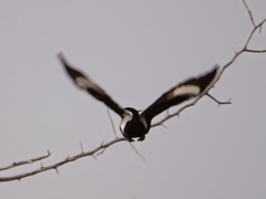 Lanius melanoleucus