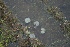 Caltha natans