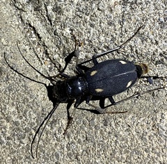 Megacephala asperata