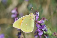 Colias aurorina