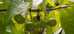 Vangueria