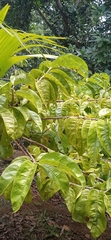 Vangueria