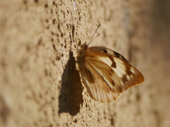 Belenois gidica abyssinica