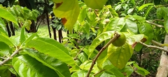 Vangueria